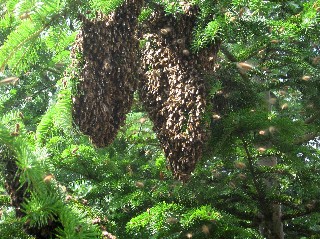 Nachschwarm Kleine Webansicht.jpg