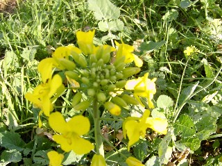 Bestäubungsleistung Kleine Webansicht.jpg