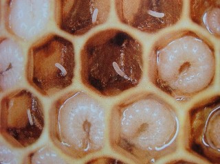 Datei:Stifte Kleine Webansicht.jpg