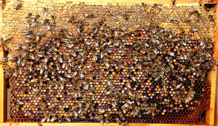 Datei:Pollen.jpg