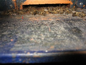 Datei:IMG 1159 1 293X220.jpg