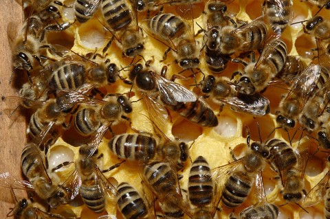 Datei:800px-Bienenkoenigin 43a Mittlere Webansicht.jpg