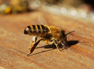 M43rFsKOSterzeln Kleine Webansicht.jpg