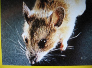 Spitzmaus Kleine Webansicht.jpg