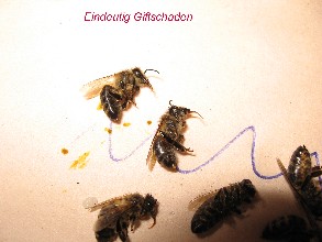 Datei:IMG 0298 293X220.jpg