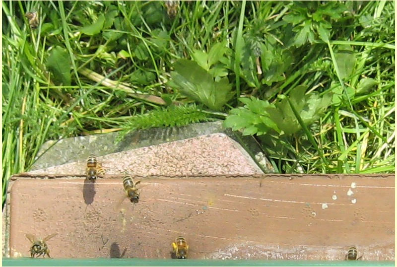 Datei:Bienen im Anflug02.jpg
