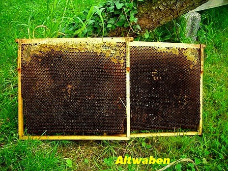 Datei:448x0-DN 15 Altwaben.jpg