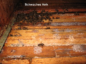 Datei:IMG 1013 293X220.jpg