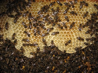 IMG 0422 Kleine Webansicht.jpg