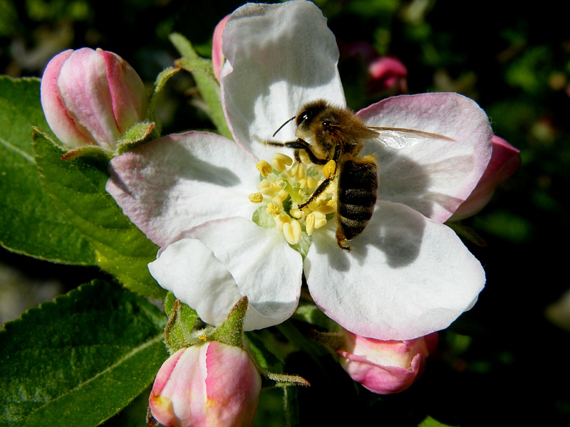 Datei:AApfelblüte.jpg