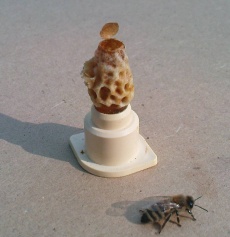 Geschlüpfte Weiselzelle.jpg