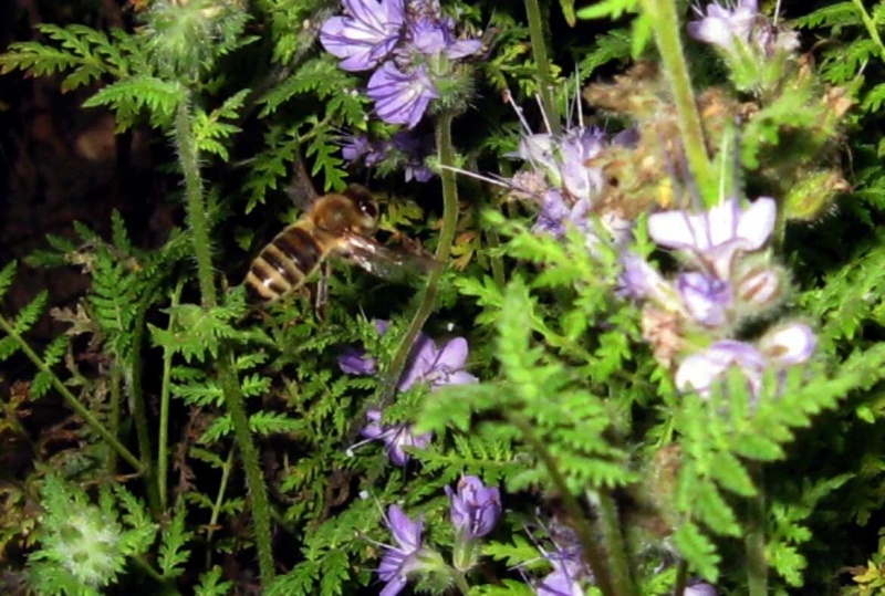 Datei:Phacelia Biene im Anflug.jpg