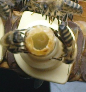 Larve in Gelee Royal.jpg