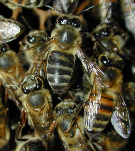 Datei:Kopie von aRIKANISCHE bIENE.jpg