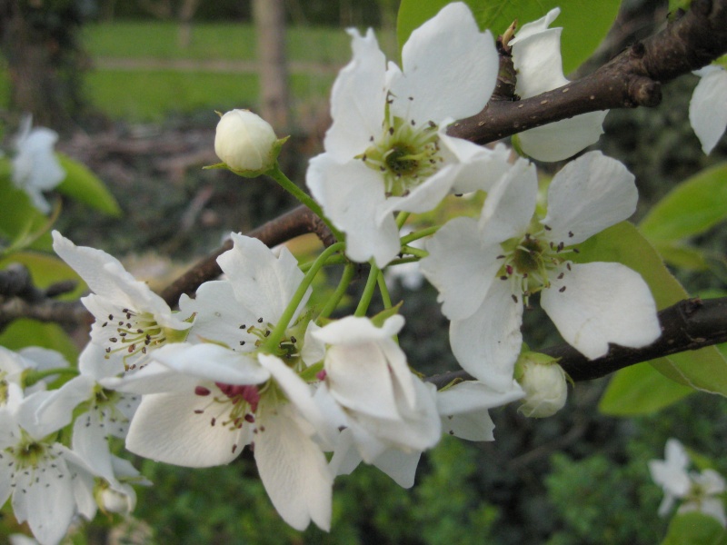 Datei:Nashiblüte.jpg