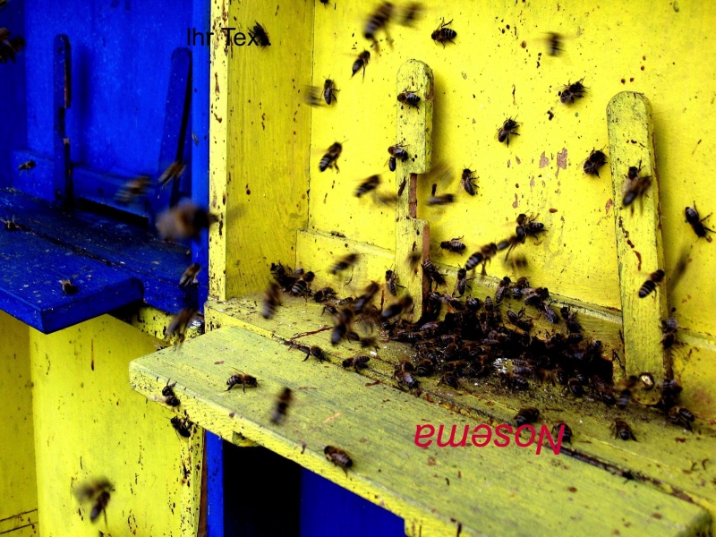 Datei:Kopie vonbb1nosema flugl000.jpg