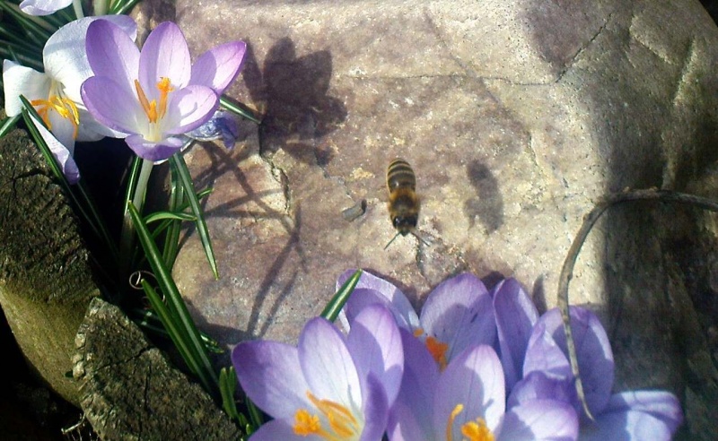 Datei:Biene im Anflug.jpg