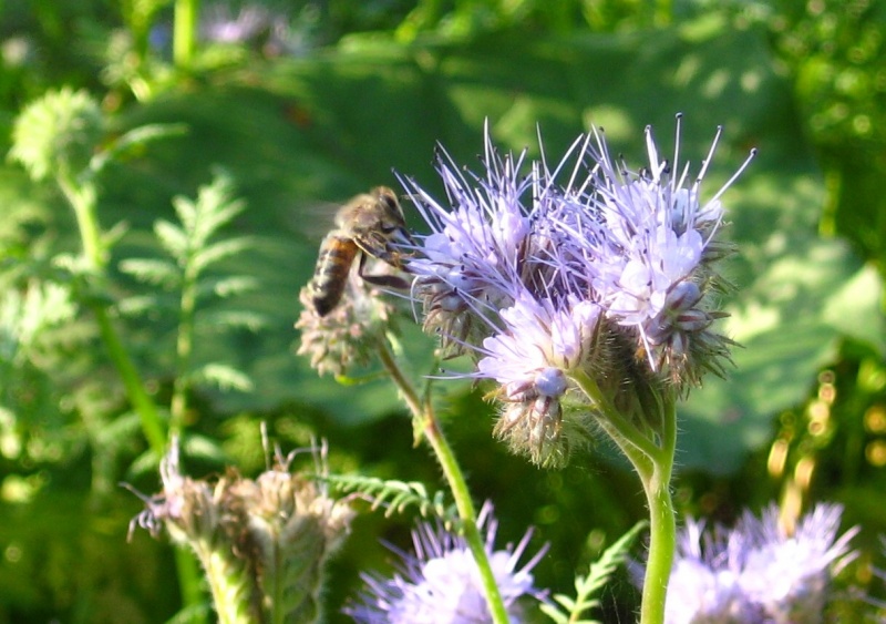 Datei:Phacelia Biene beim Nektarsammeln.jpg