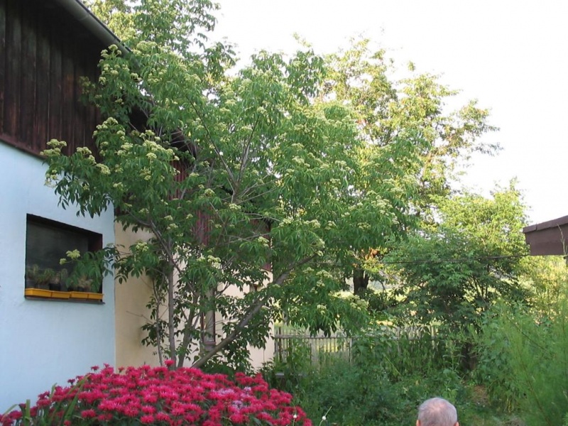 Datei:K1024 IMG 0913.JPG