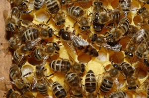 800px-Bienenkoenigin 43a Mittlere Webansicht.jpg