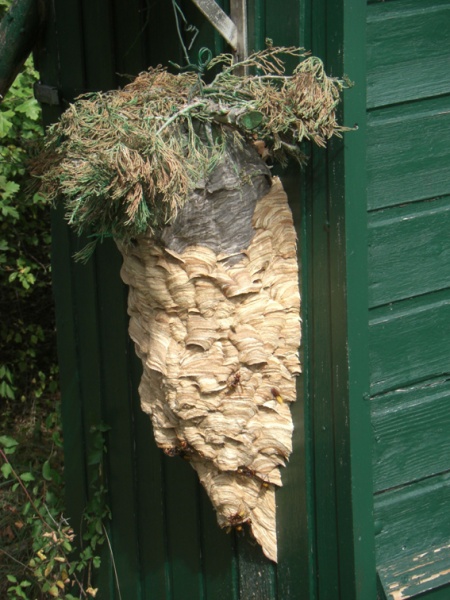 Datei:Hornissennest.JPG