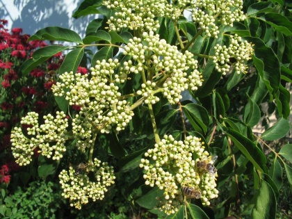 K1024 IMG 0919.JPG