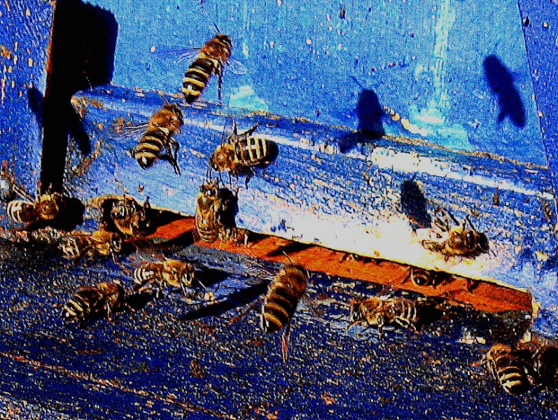 Datei:Frühjahrsbienen 1.jpg