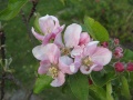 Apfelblüte geöffnet.jpg