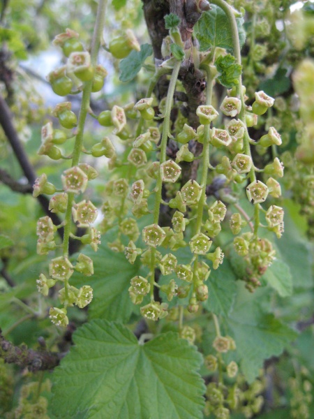 Datei:Rote Johannisbeere.jpg