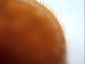 Vorschaubild der Version vom 13. Januar 2012, 20:19 Uhr