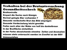 Bienenkrankheiten.jpg